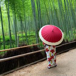 A quiet moment at the bamboo forest
