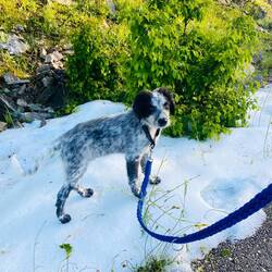 Mikosch sein erster Schnee ❄️😜🐶