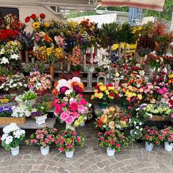 eine herrliche Blumenpracht