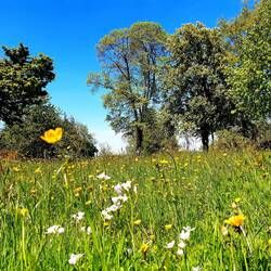 und auf die Wiese am Fuß des Turms