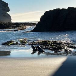 Seal Pups at Wharariki Beach