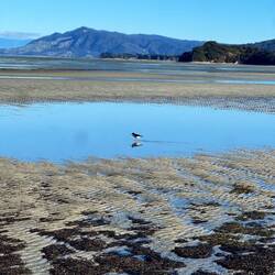 Birdwatch at Te Papa Atawhai beach