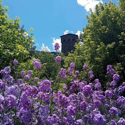"Our" tower in Mestia