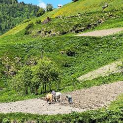 Cultivating with oxen and wooden plough