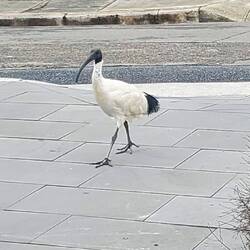 Ein Australibis in unserer Wohnstrasse