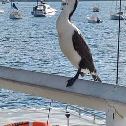 Vermutlich eine Elsterscharbe 🤔