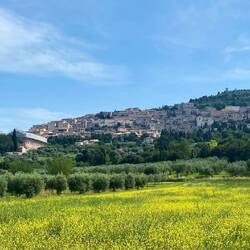 Arrivederci Assisi