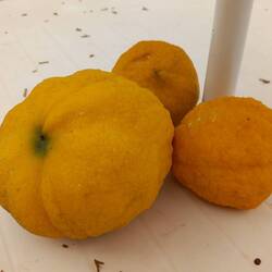 Die Rollen einem einfach so vor die Füße...