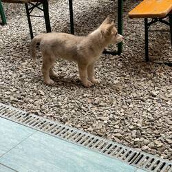 Der gehört nicht zur Wohnung, den hätte ich aber am liebsten adoptiert😂