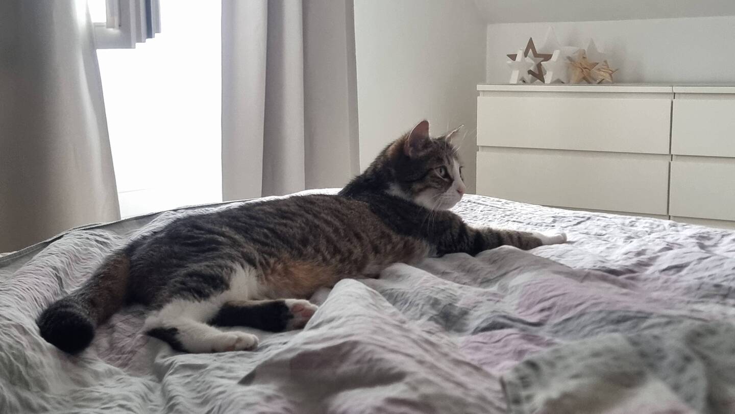 Mimo geniesst die letzten Stunden vor unserer Abreise, mit uns auf dem Bett. Gewitter im Anzug.