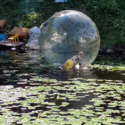 In der Blase übers Wasser