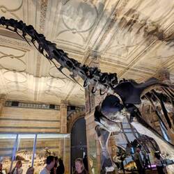 Sauropod skeleton