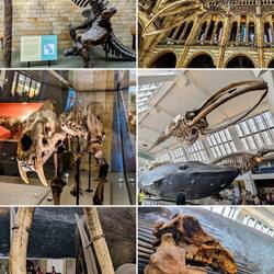 Giant ground sloth, blue whale skeleton, sabertooth cat, ocean mammals, elephant & mammoths