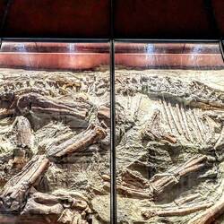An iguanodon fossil