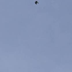 This is 'the sound' of the camino!! You hear it all day everyday...just beautiful!