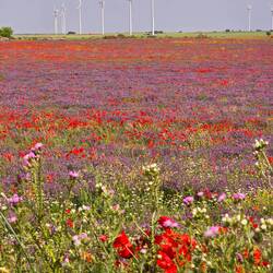 Poppy and thistle I think?!