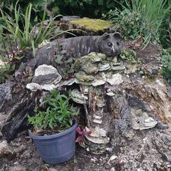 Natürlich mit mystischen Elfenhügel im Garten