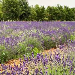 Lavendelfelder in der Provence
