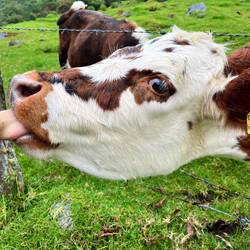 Miniaturkühe, die wahnsinnig flauschig waren