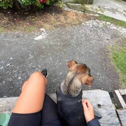 Wie immer auf der Suche nach vierbeinigen Wegbegleitern