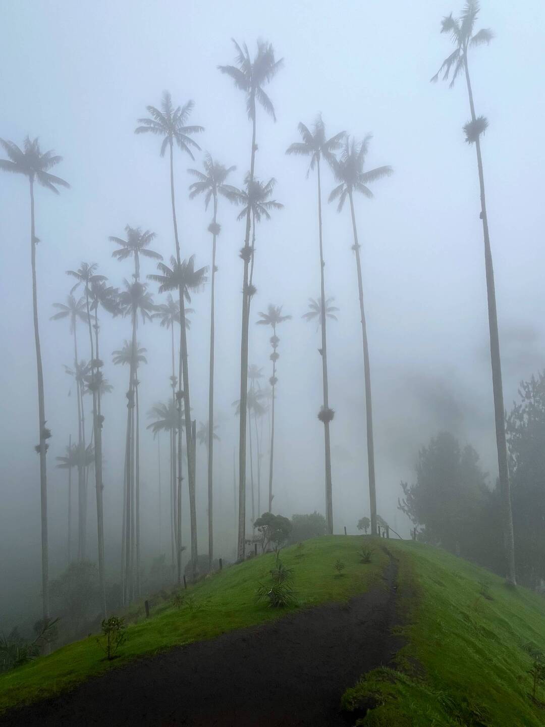 Die bis zu 60m hohen Wachspalmen