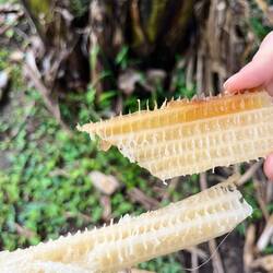 Palmen enthalten Wasser wie es bei einer Gurke 🥒 der Fall ist