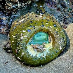 grüne riesenanemone