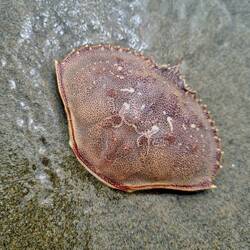 Wer sieht da auch eine zeichnung auf dem panzer?