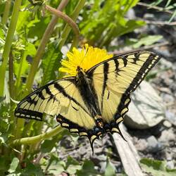 Riesen-Schmetterling