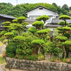 So wie man sich Japan mit seinen Gärten und Häusern vorstellt.