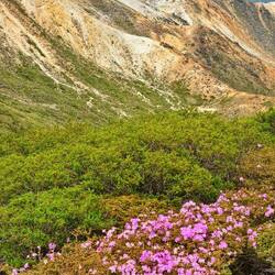 Die Azaleen färben die Berge in ein pinkes Kleid.