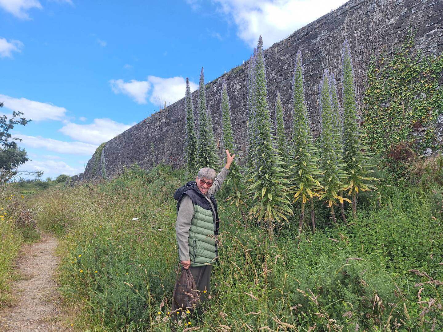 Riesennatterkopf, bis 4 m hoch, am Fort