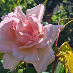 Überall traumhafte 🌹 Rosen