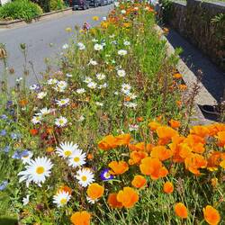 Tolles Straßenbegleitgrün, wäre auch zu Hause schön