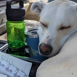 Nap number....I lost count already