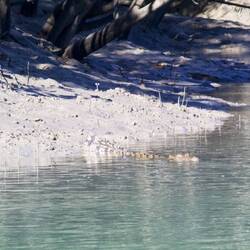 Yes, a young crocodile