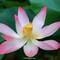 Lotus - Natur in Perfektion