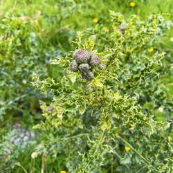 Thistle