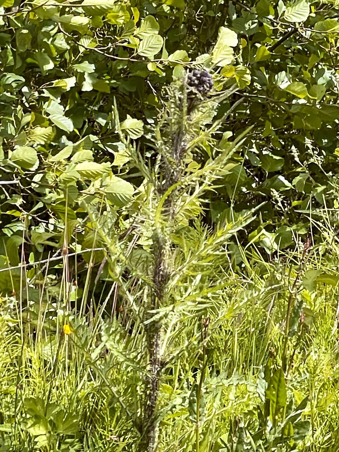 Thistle