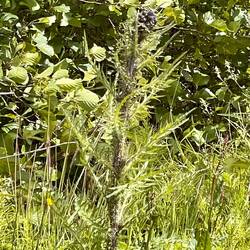 Thistle