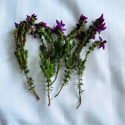 Heather