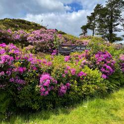 Rhododendron