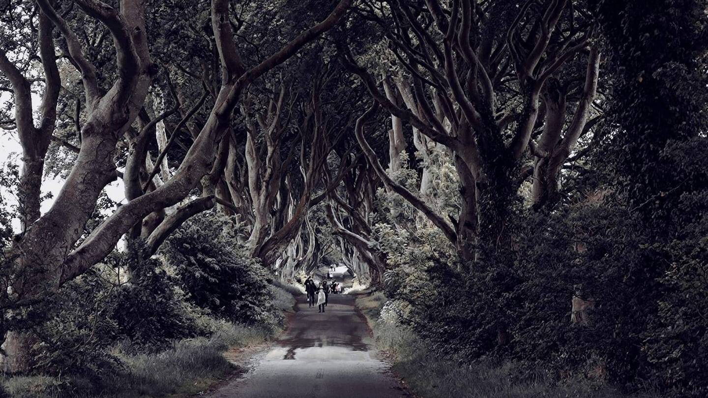 Dark Hedges - zugegebenermaßen etwas im Helligkeitsgrad nachbearbeitet.