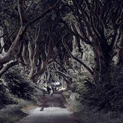 Dark Hedges - zugegebenermaßen etwas im Helligkeitsgrad nachbearbeitet.