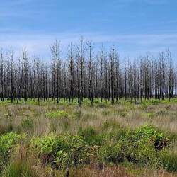 Weites Land und verbrannter Wald