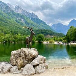 Goldhorn am Jezero Jasna See
