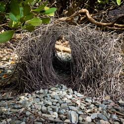 Bowerbird bower ... Careening Bay — Kimberley, WA.