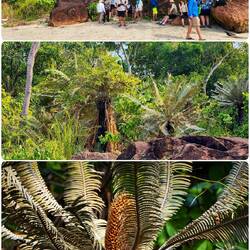 Ancient cycads ... Careening Bay — Kimberley, WA.