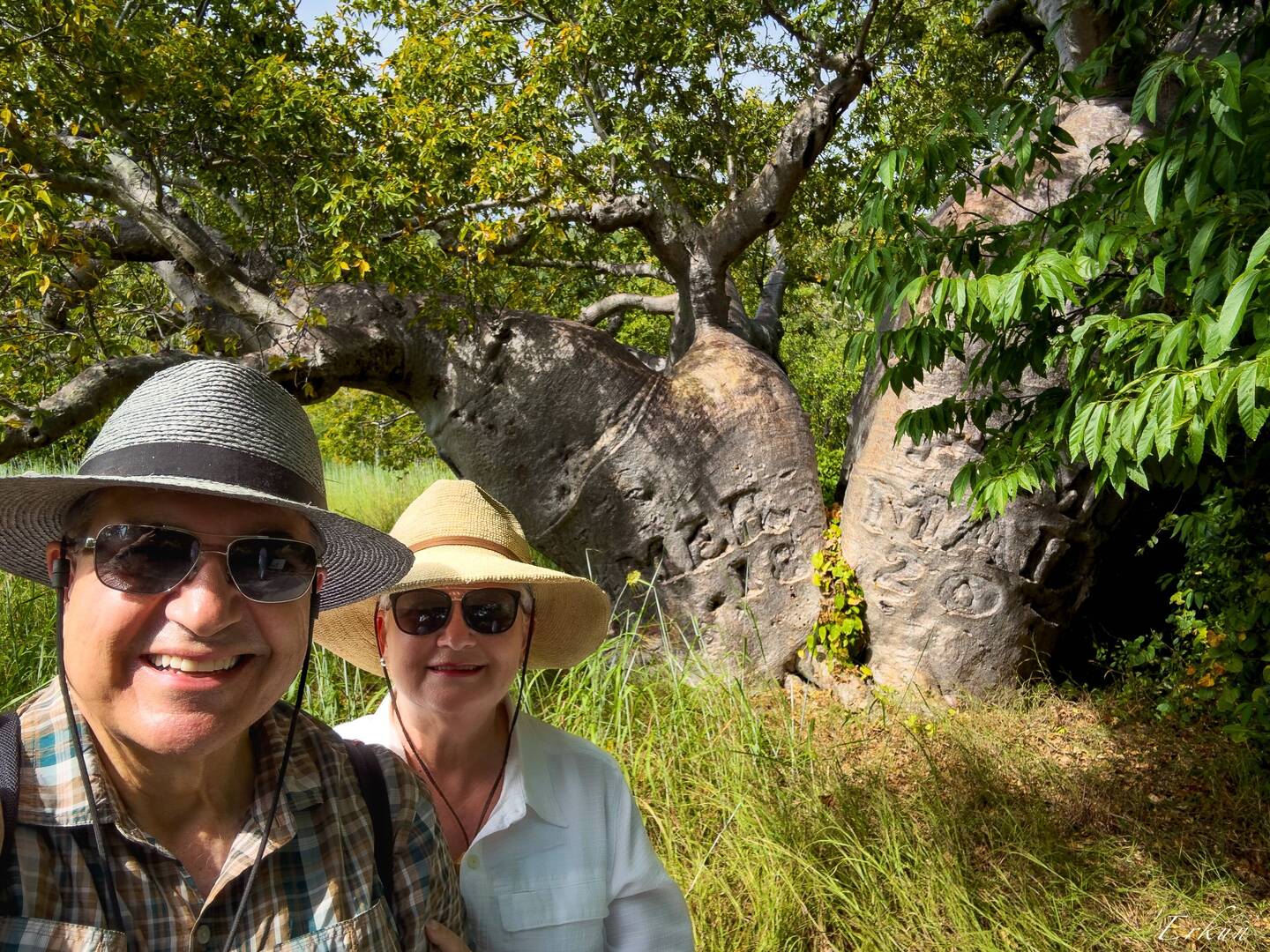 Mermaid Tree ... Careening Bay — Kimberley, WA.