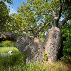 Mermaid Tree ... Careening Bay — Kimberley, WA.